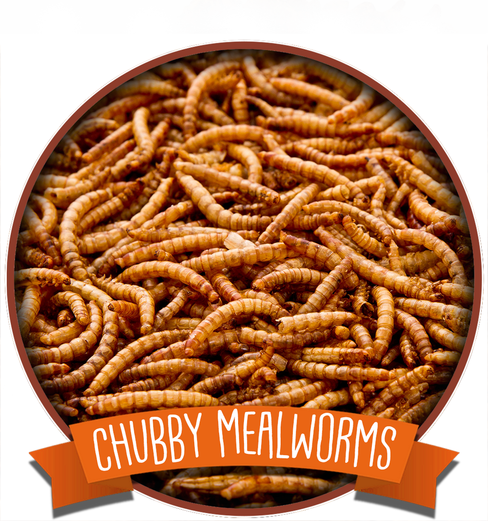 Chubby Mealworms Australia Wholesale