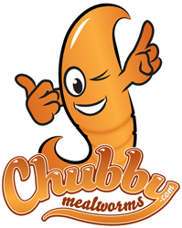 Chubby Mealworms Australia Wholesale
